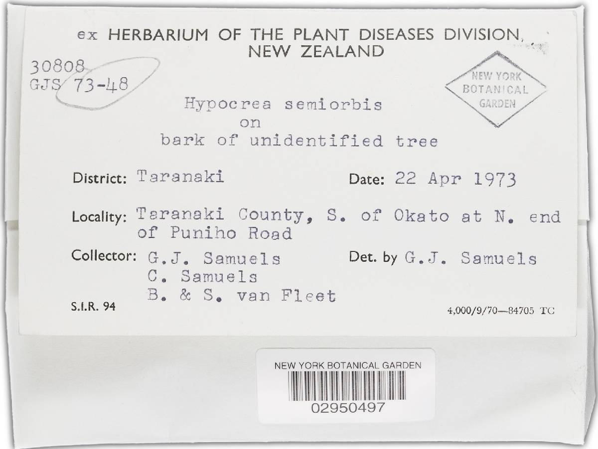 Hypocrea semiorbis image