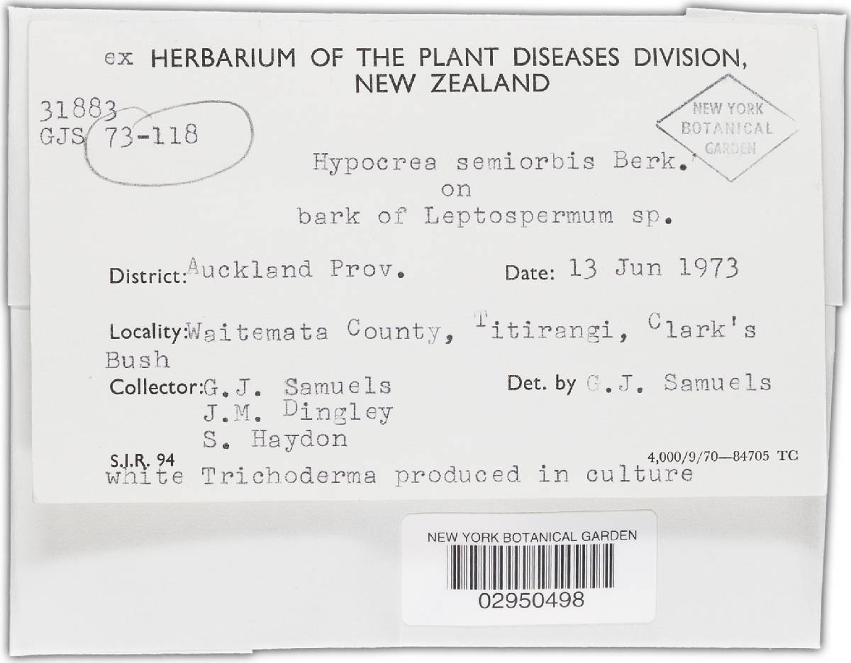 Hypocrea semiorbis image