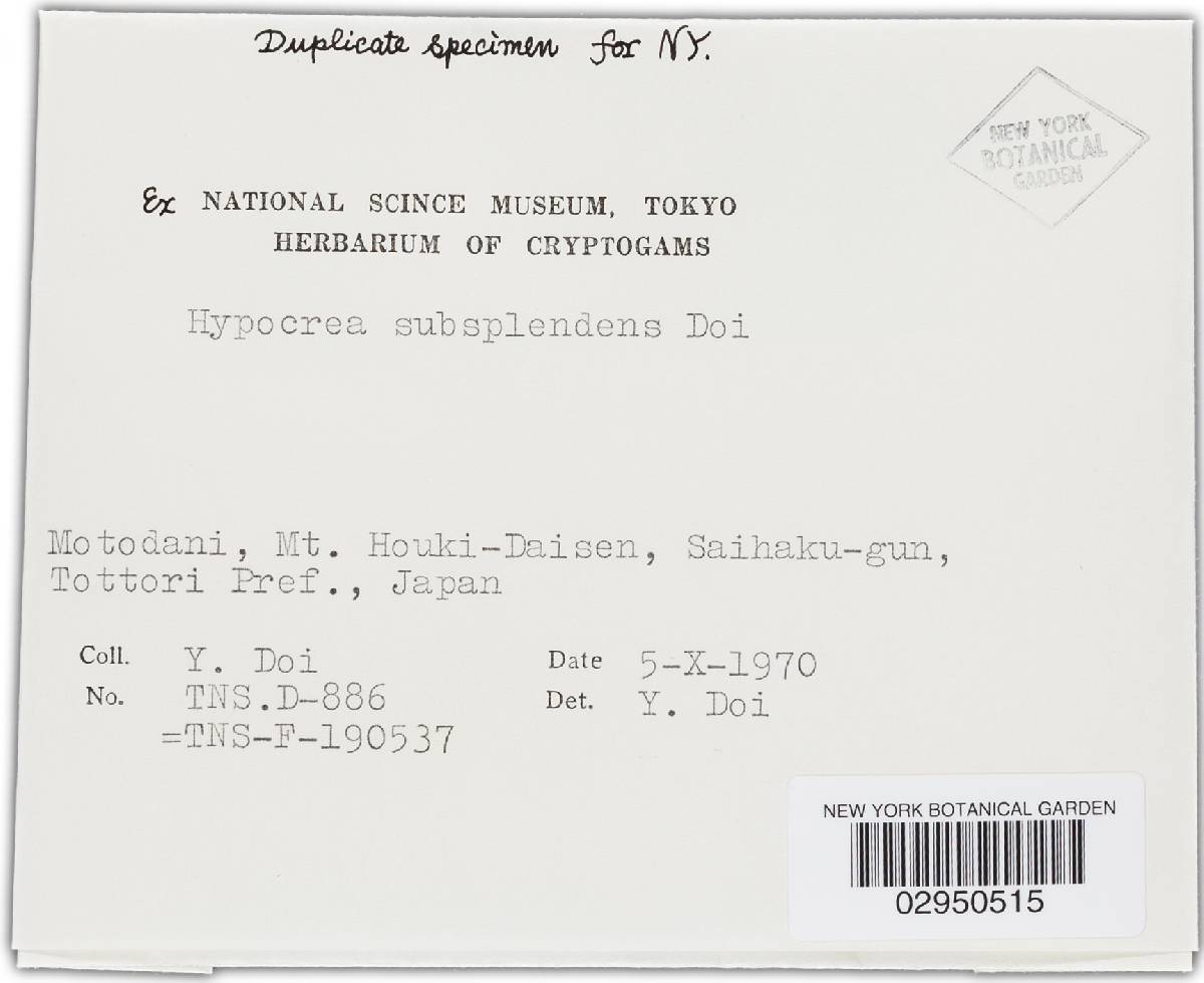 Hypocrea subsplendens image