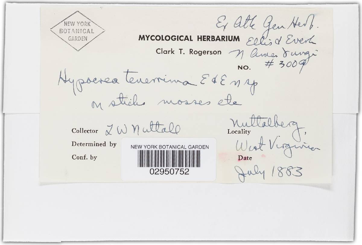 Hypocrea tenerrima image
