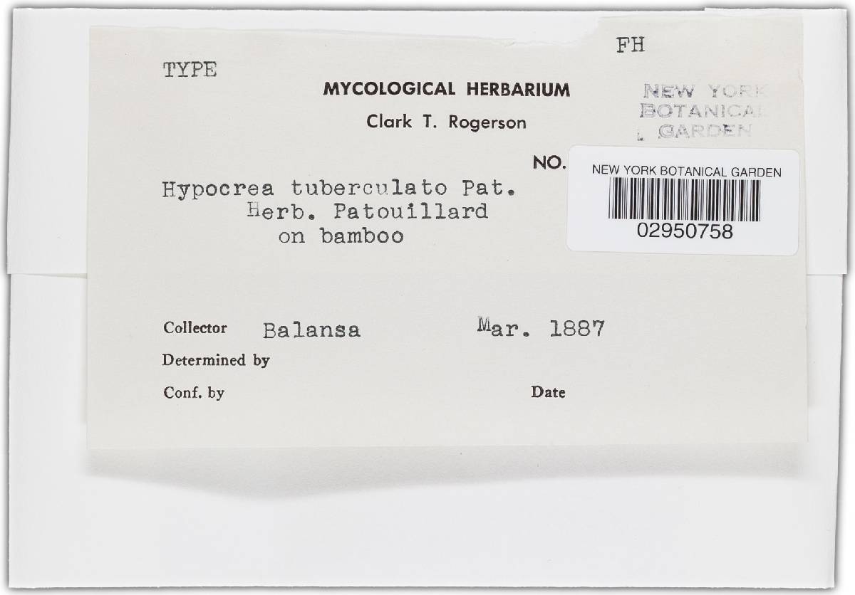 Hypocrea tuberculata image