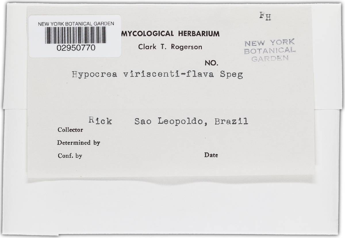 Hypocrea virescentiflava image