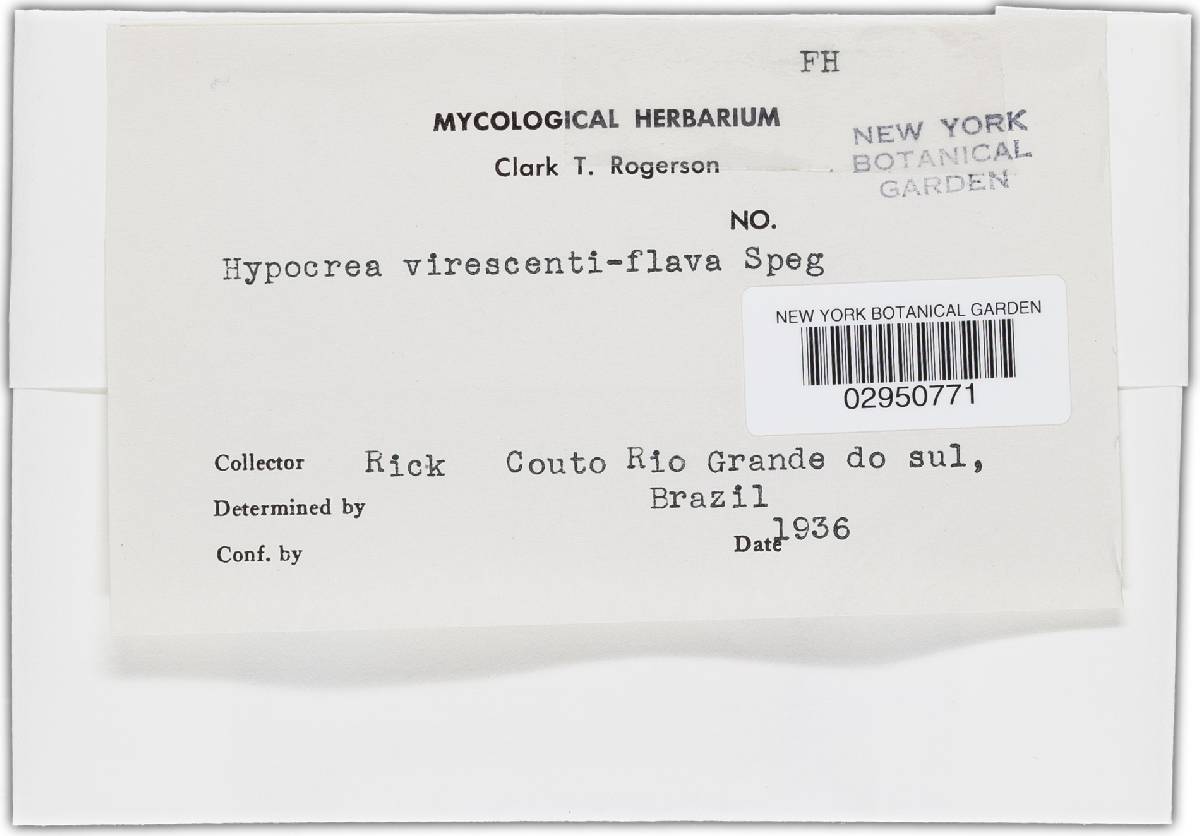 Hypocrea virescentiflava image