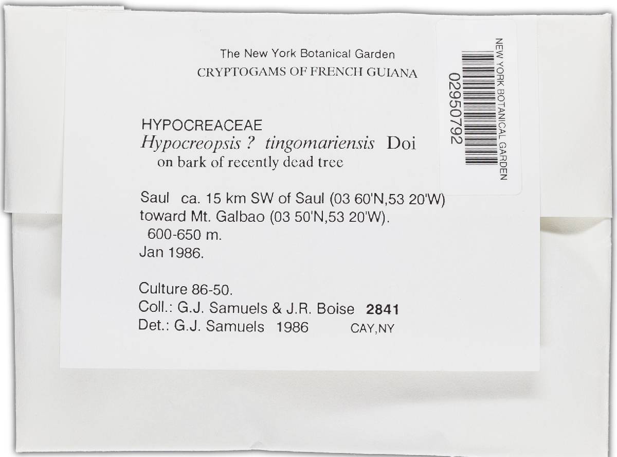 Hypocreopsis tingomariensis image