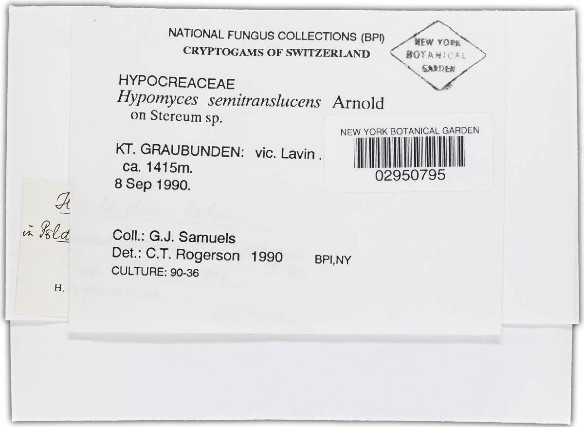 Hypomyces albidus image