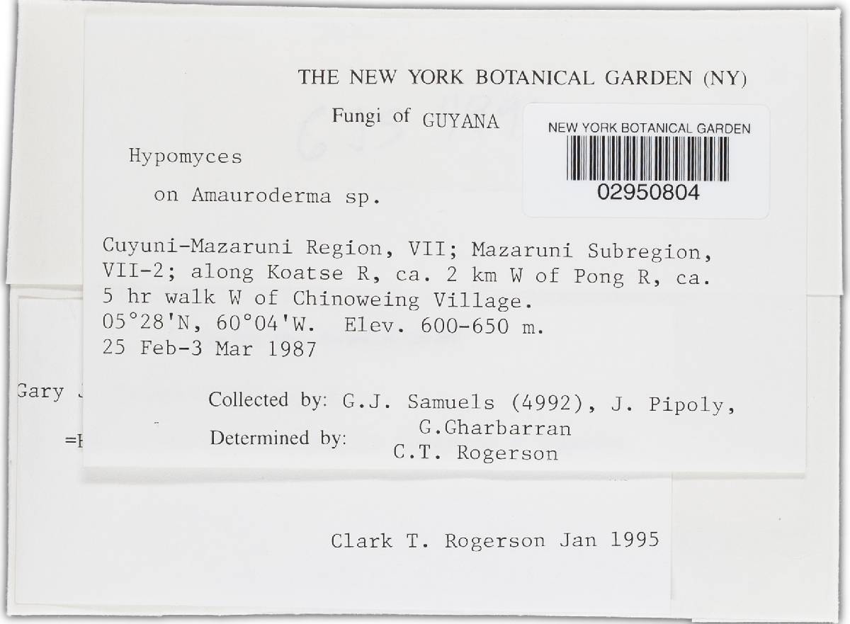 Hypomyces amaurodermatis image