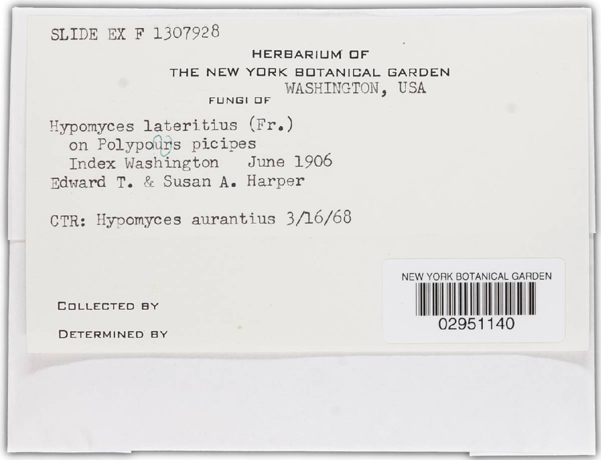 Hypomyces aurantius image