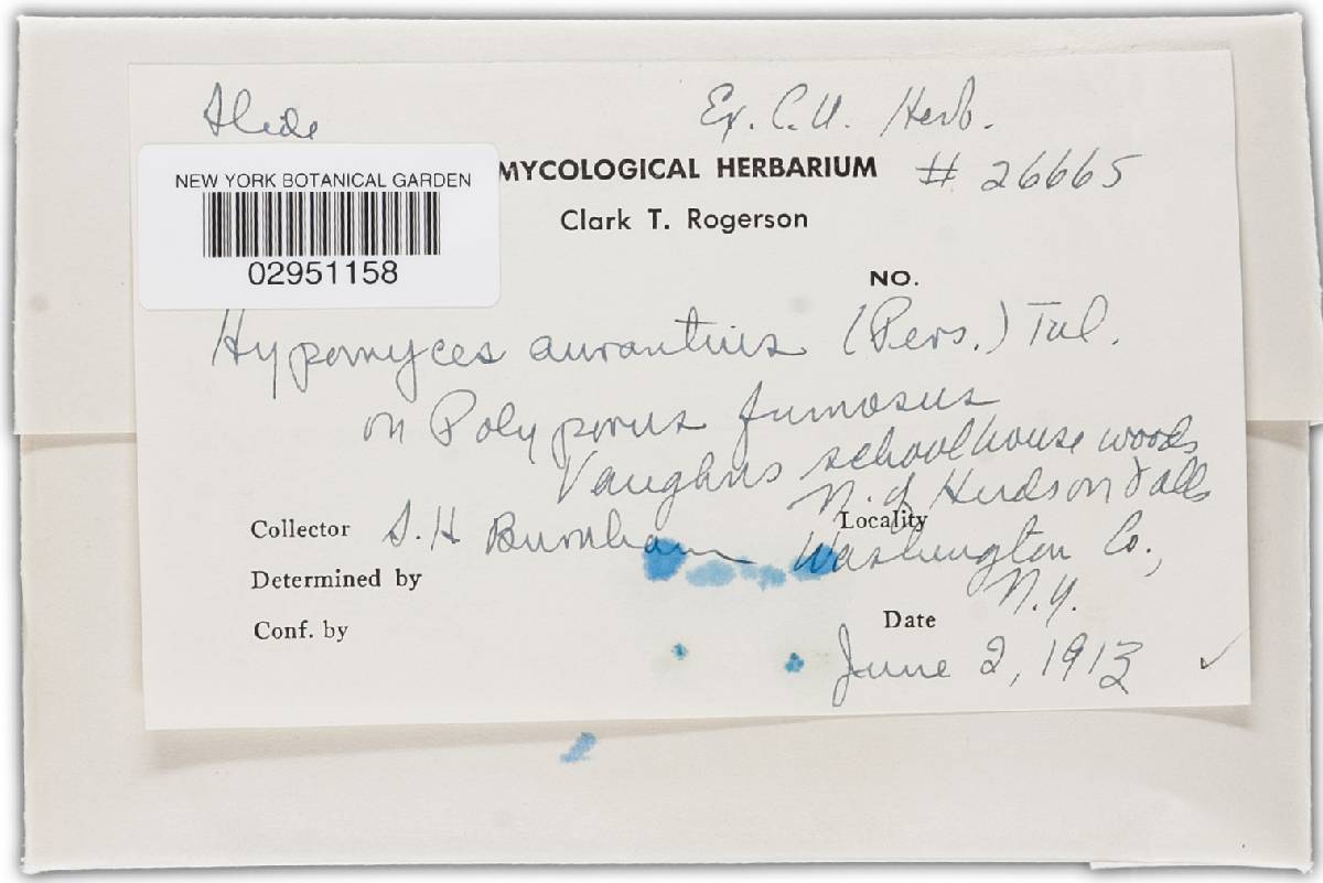Hypomyces aurantius image