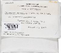 Hypomyces aurantius image