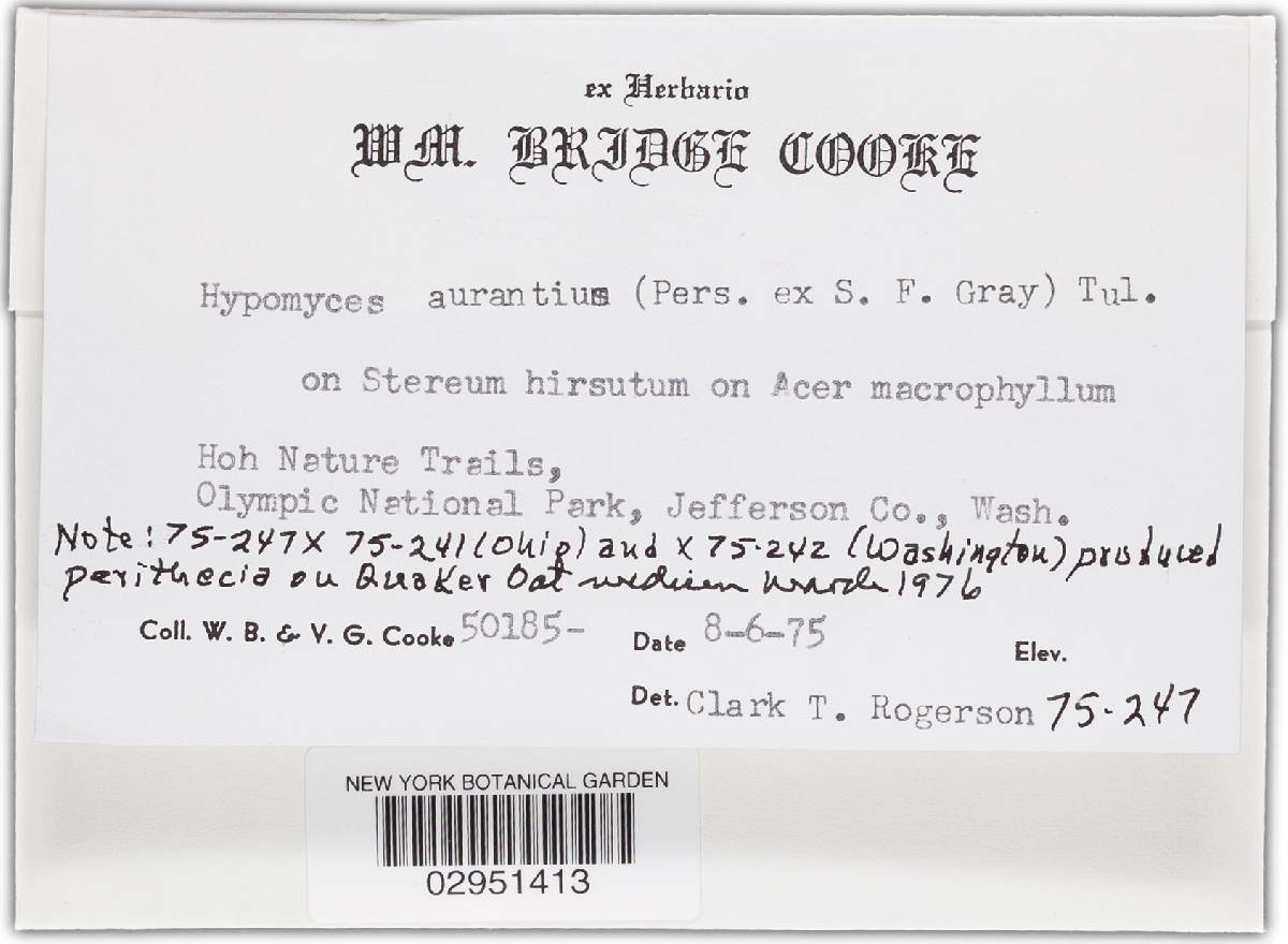 Hypomyces aurantius image