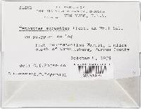 Hypomyces aurantius image