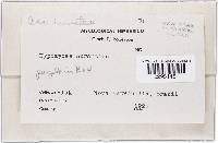 Hypomyces aurantius image