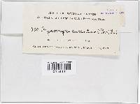 Hypomyces aurantius image