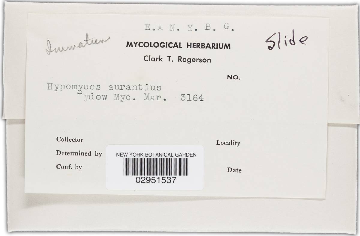 Hypomyces aurantius image