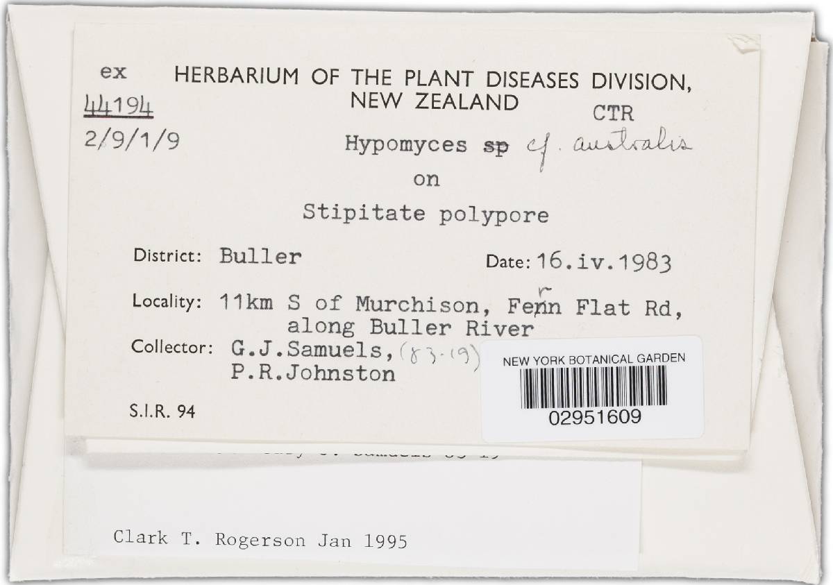 Hypomyces australis image
