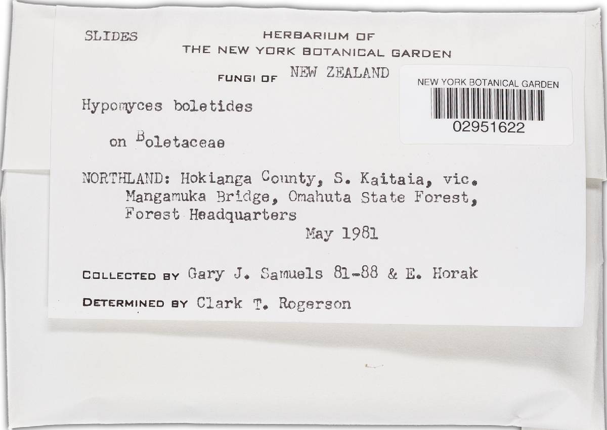Hypomyces badius image