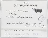 Hypomyces boletiphagus image