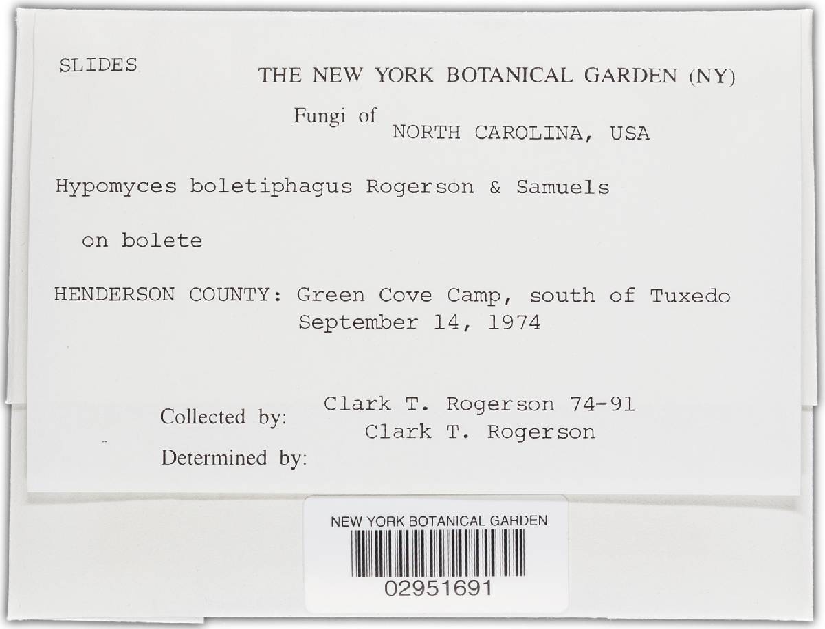 Hypomyces boletiphagus image