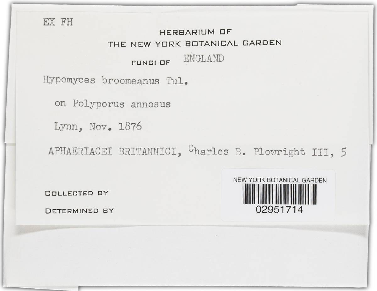 Hypomyces broomeanus image