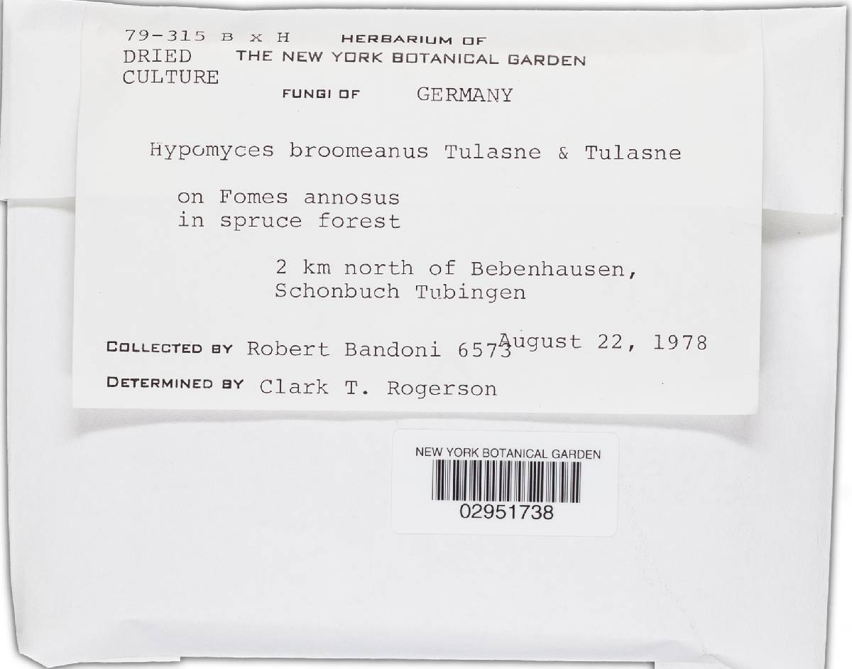 Hypomyces broomeanus image