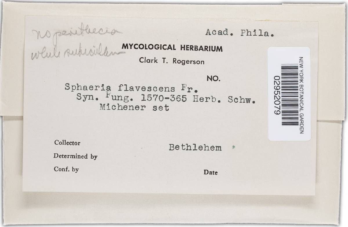 Hypomyces flavescens image