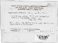 Hypomyces hyalinus image