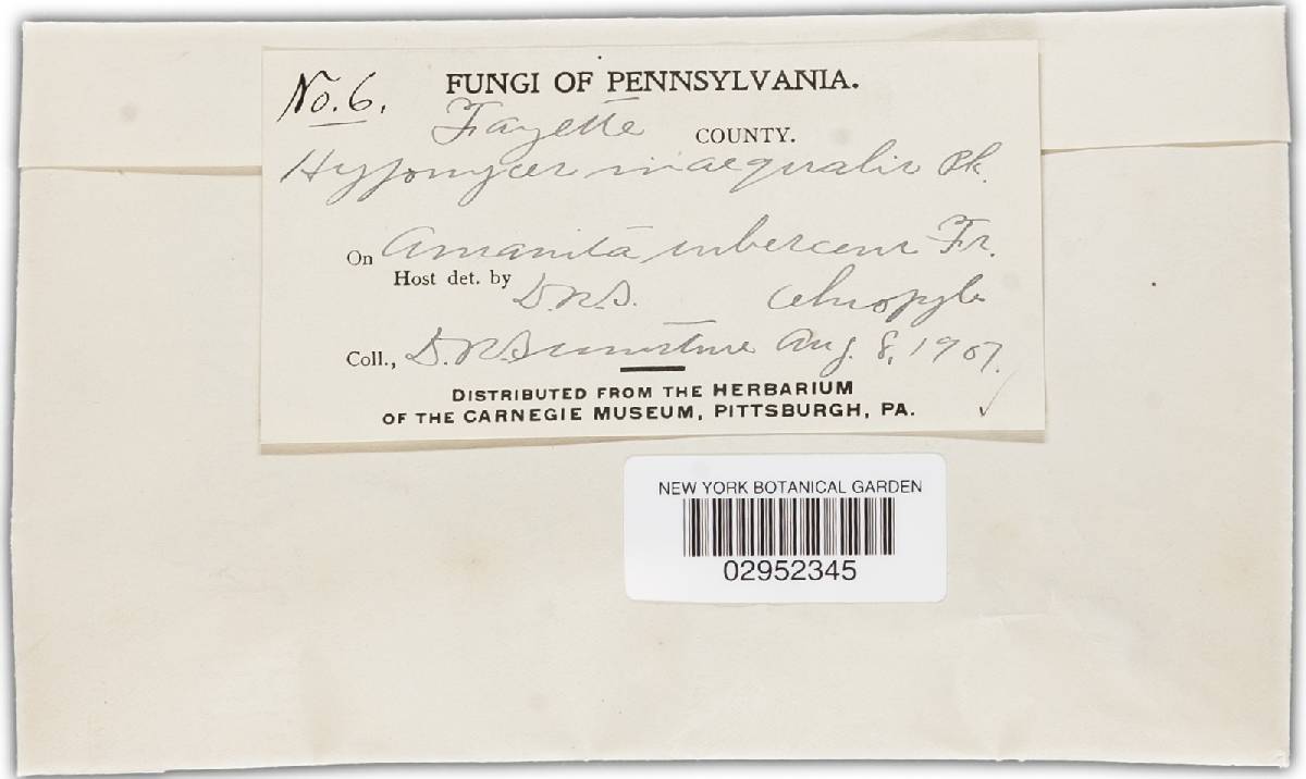 Hypomyces inaequalis image
