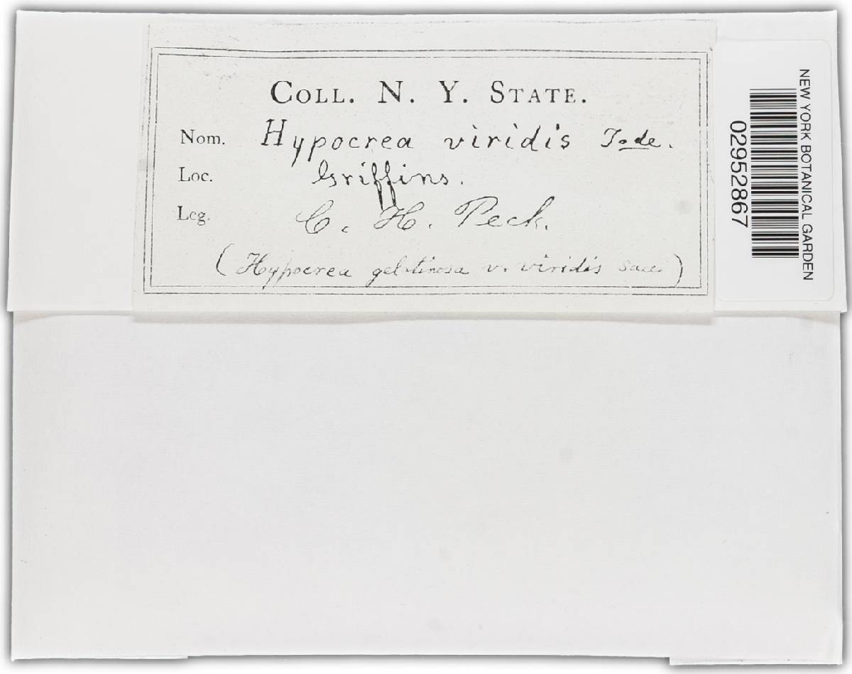 Hypocrea viridans image