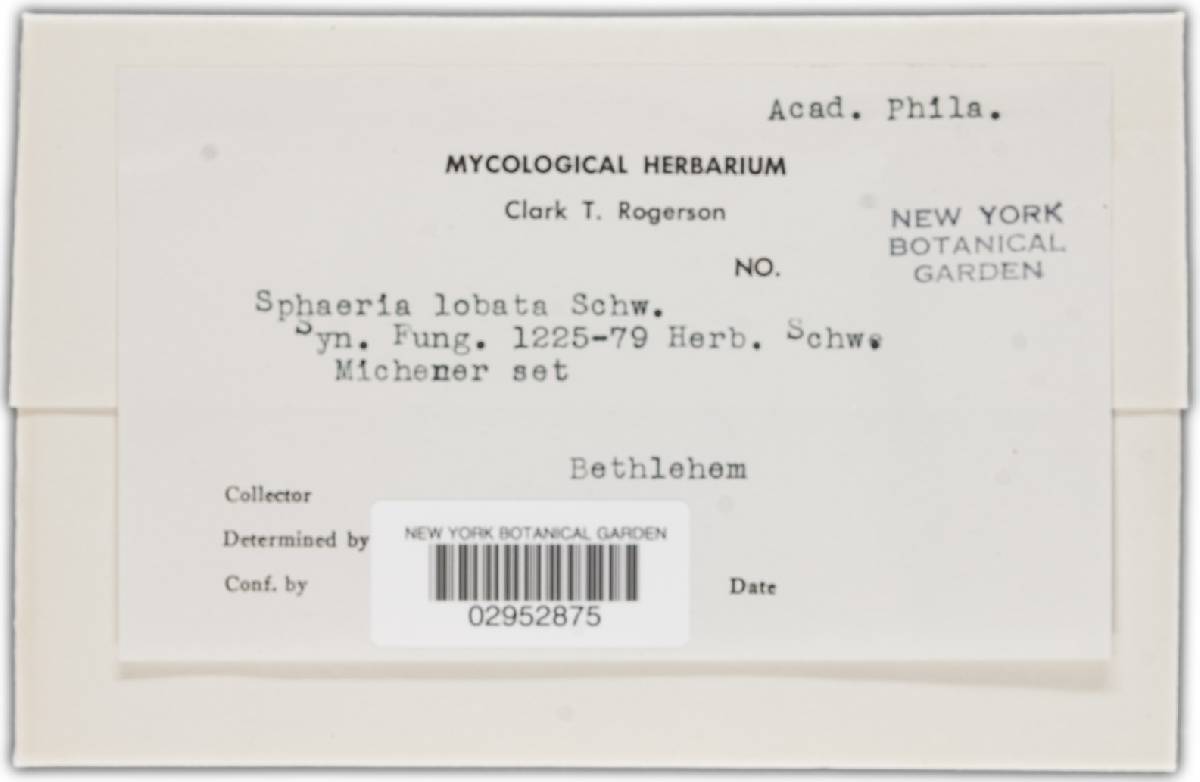 Hypoxylon lobatum image