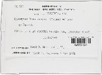 Hypomyces luteovirens image