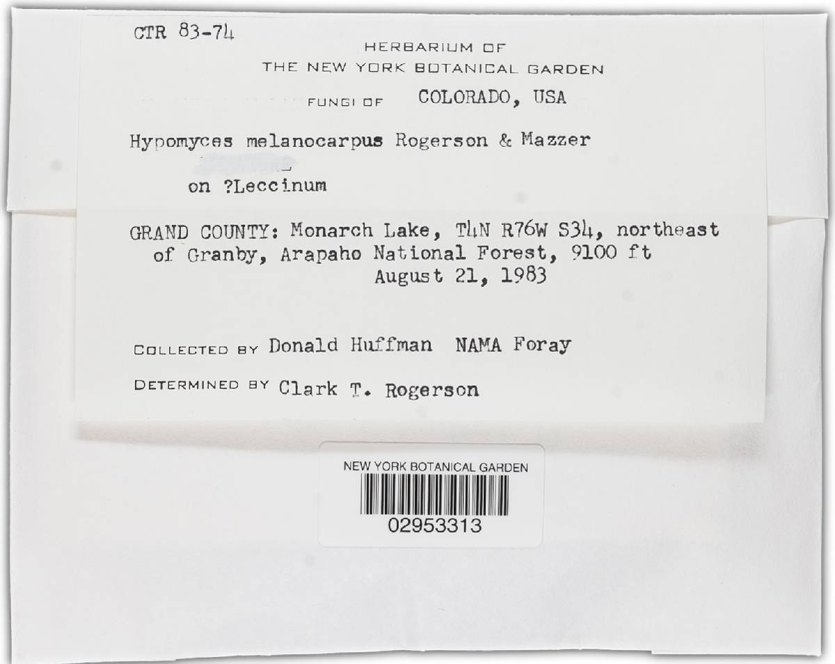 Hypomyces melanocarpus image
