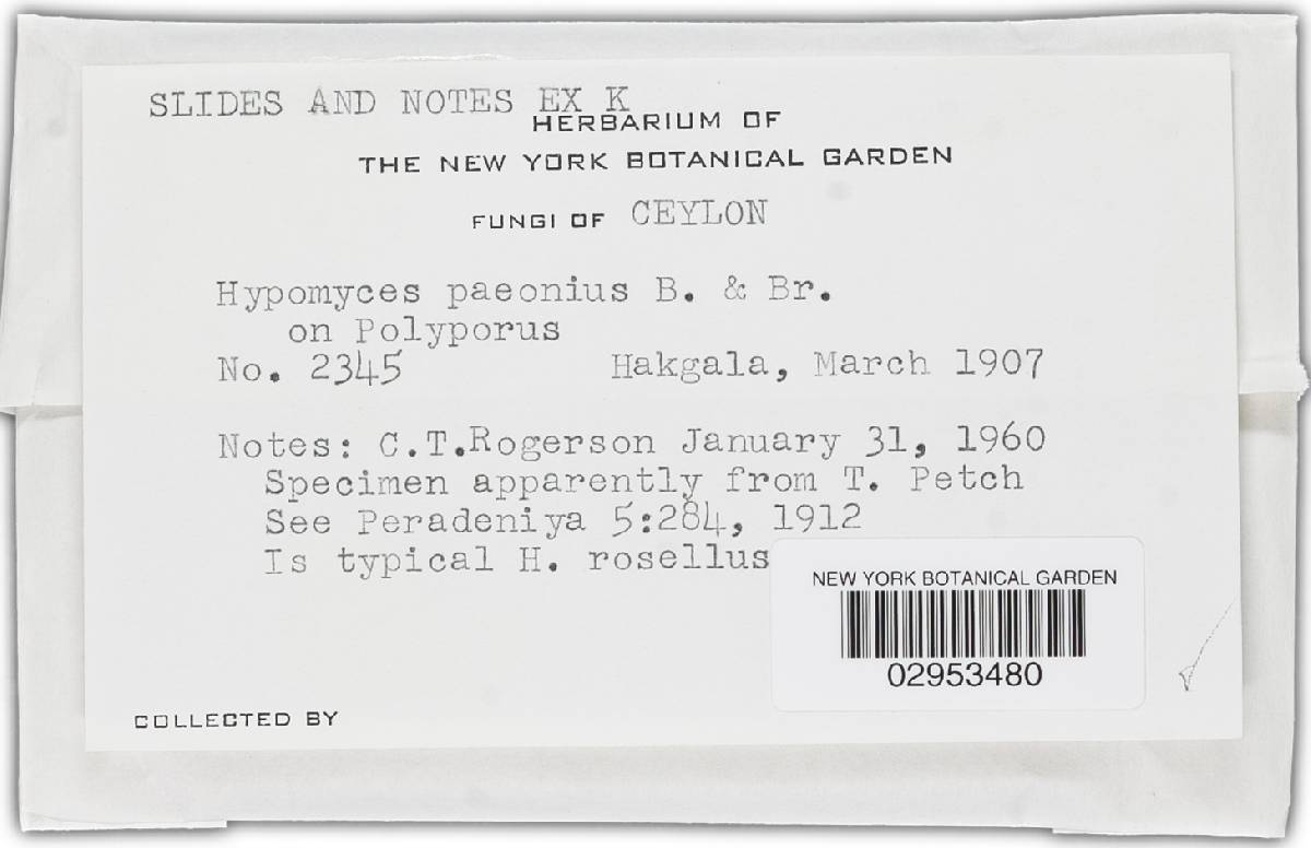 Hypomyces paeonius image