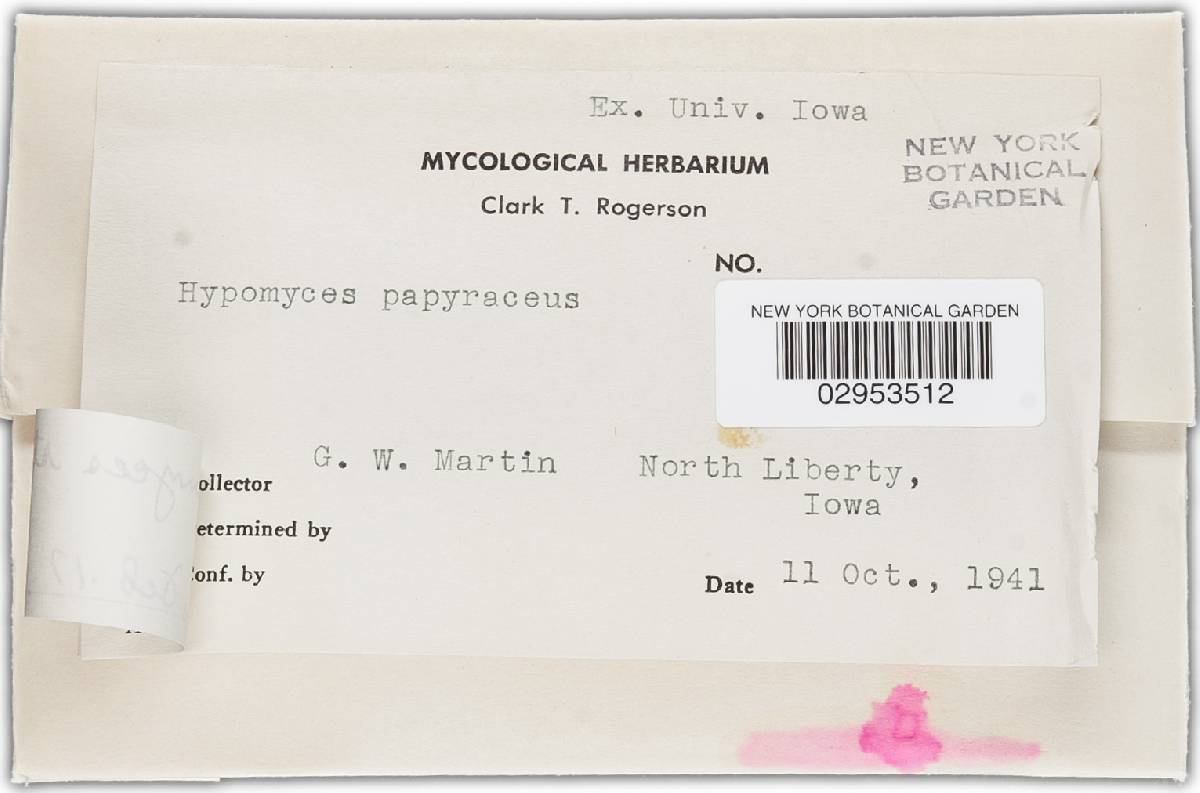 Hypomyces papyraceus image