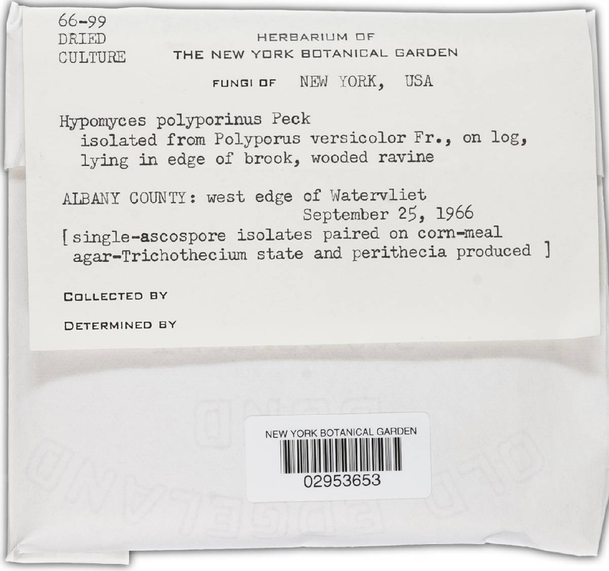Hypomyces polyporinus image