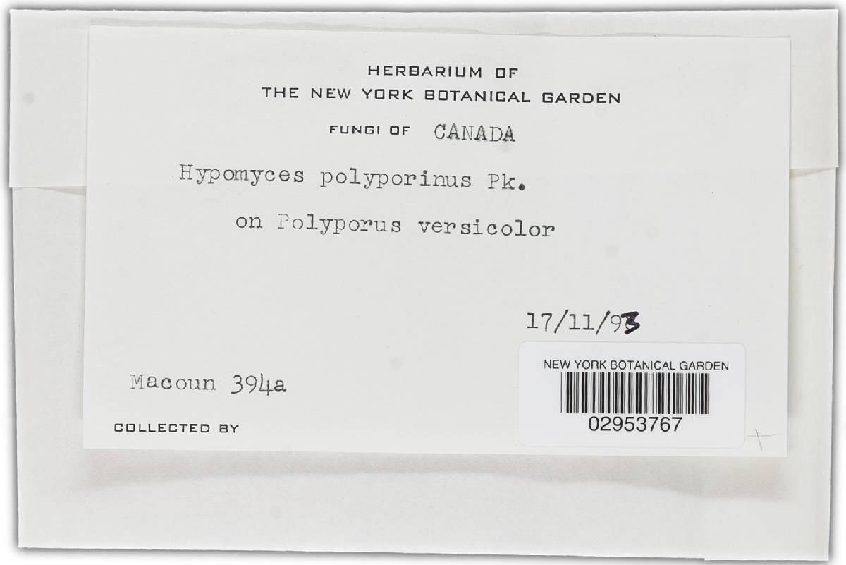 Hypomyces polyporinus image