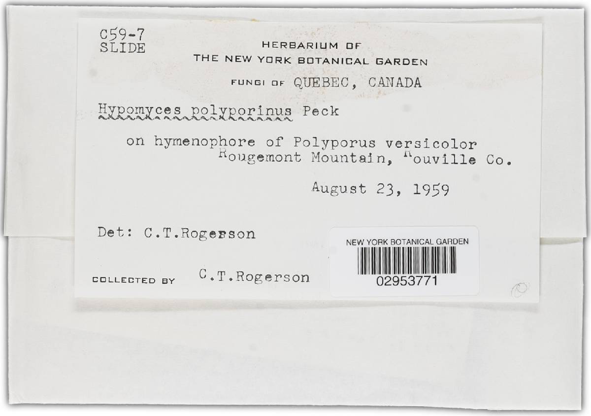 Hypomyces polyporinus image