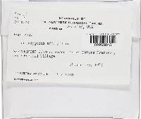 Hypomyces semitranslucens image