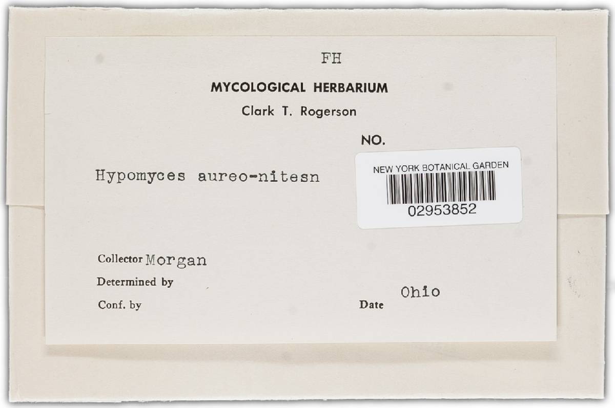 Hypomyces polyporinus image