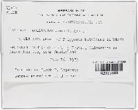 Hypomyces semitranslucens image