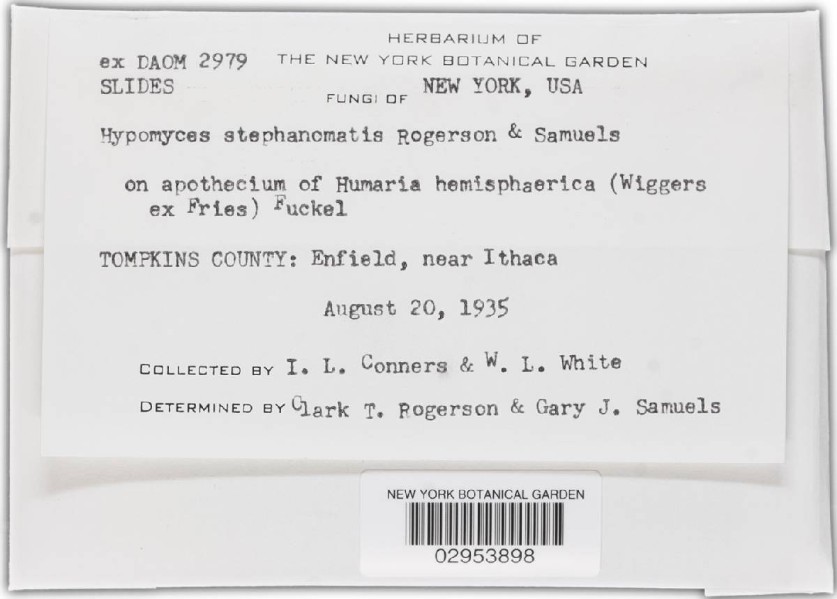 Hypomyces stephanomatis image