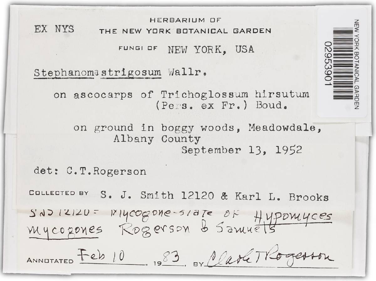 Hypomyces stephanomatis image