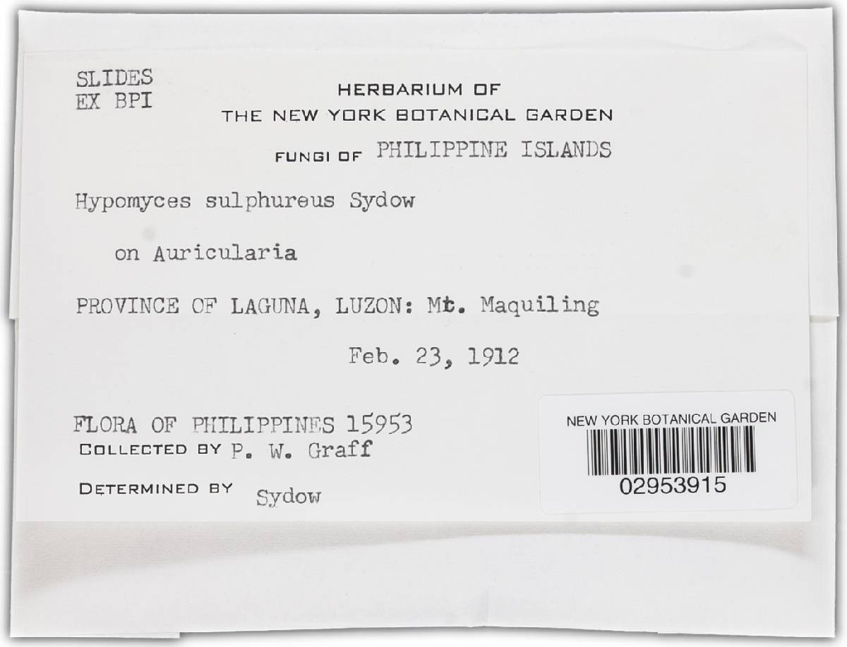 Hypomyces sulphureus image