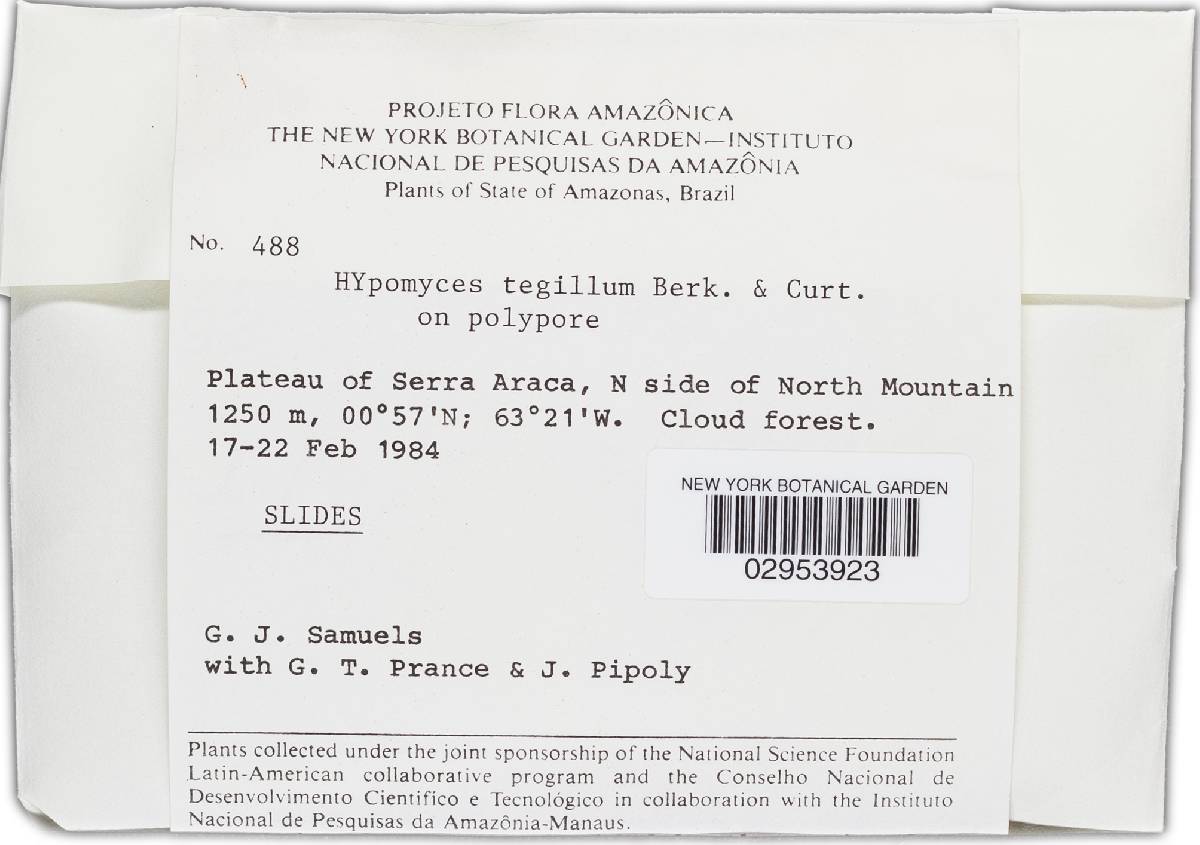 Hypomyces tegillum image