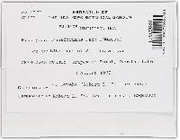 Hypomyces transformans image