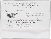 Hypomyces transformans image