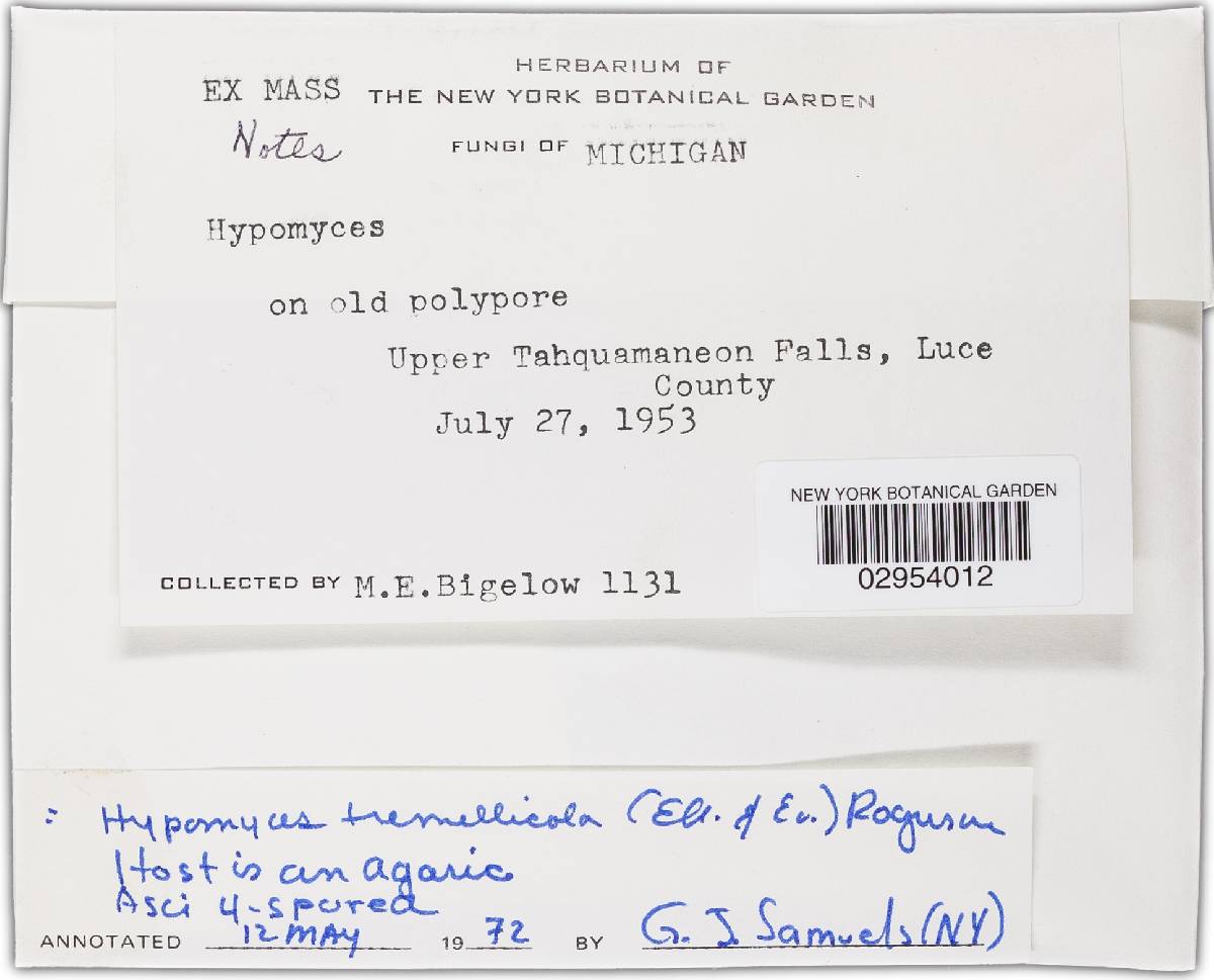 Hypomyces tremellicola image