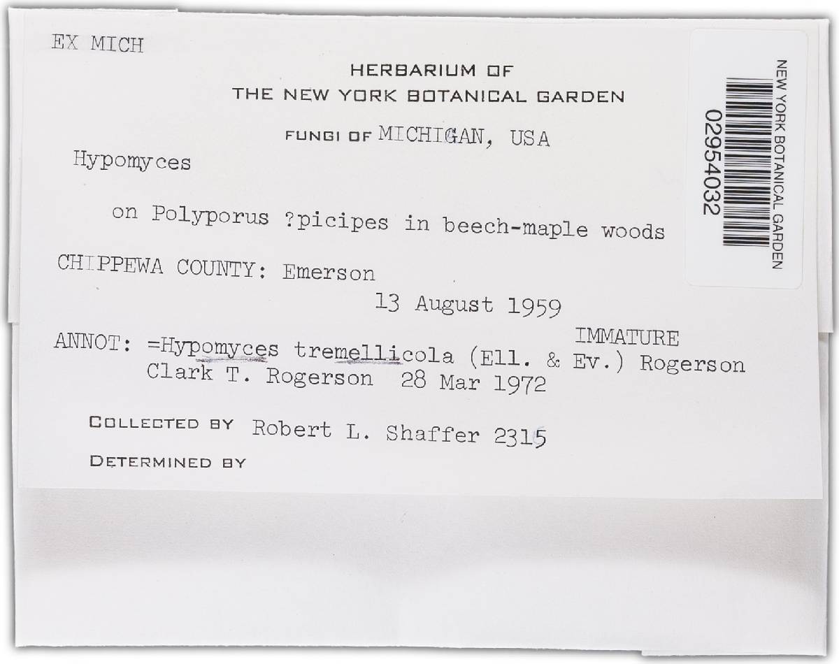 Hypomyces tremellicola image