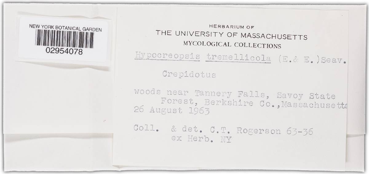 Hypomyces tremellicola image