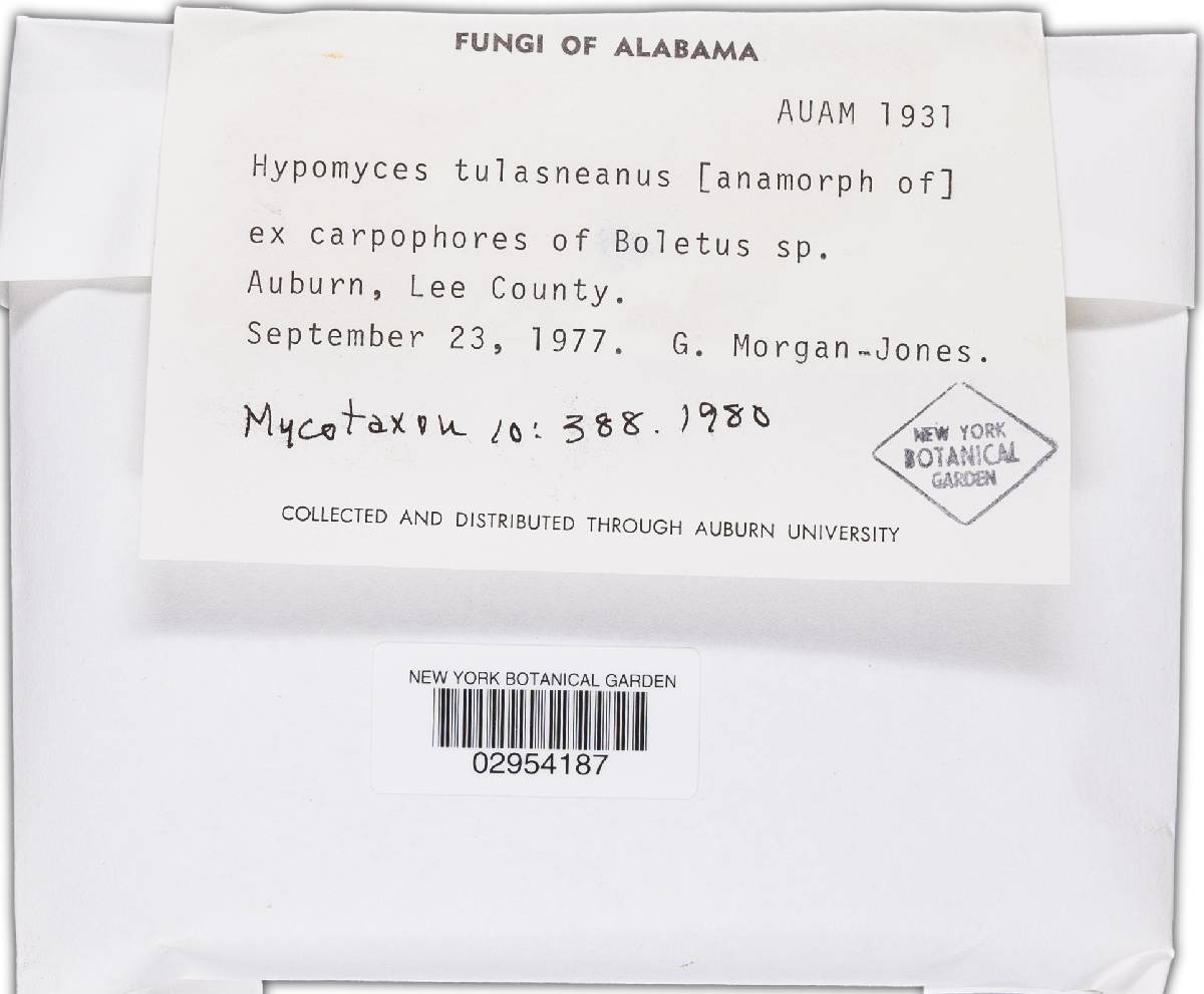 Leiosepium tulasneanum image