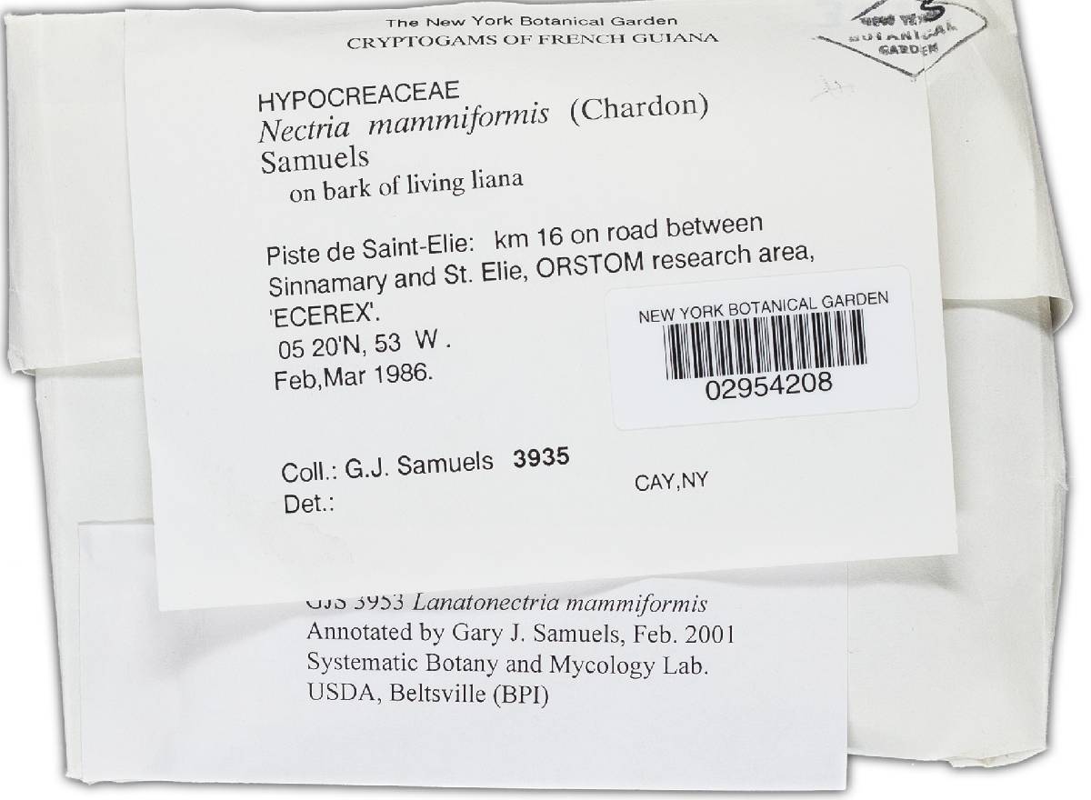 Lanatonectria mammiformis image